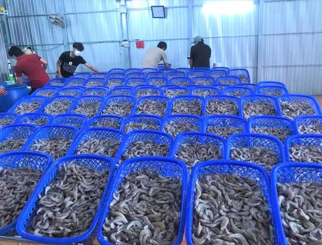 Ở vùng đất này của Bạc Liêu nông dân giấu bí quyết gì mà nuôi tôm cho năng suất cao gấp 10 lần nơi khác?