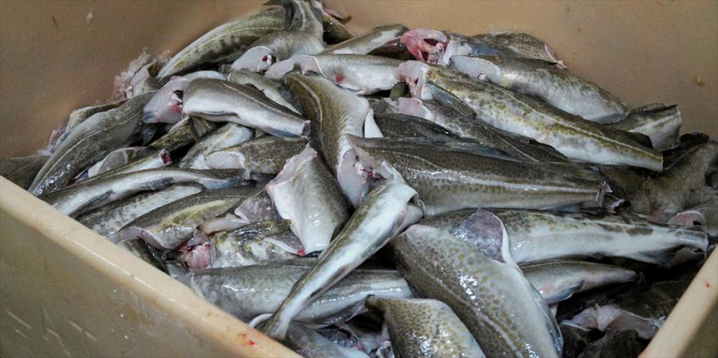 Sản lượng đánh bắt cao giúp giá cá thịt trắng Iceland ổn định