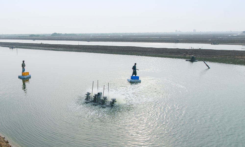 Giá tôm nguyên liệu tại một số nước cung cấp (tuần 6 - tuần 12/2022) 