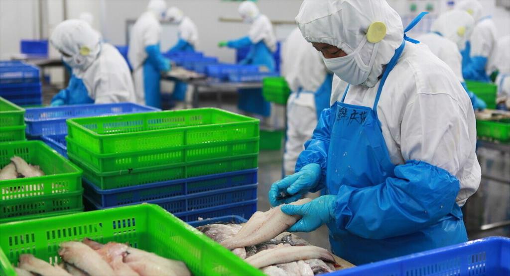 Người tiêu dùng phương Tây yêu cầu các nhà máy chế biến Trung Quốc không sử dụng cá Nga