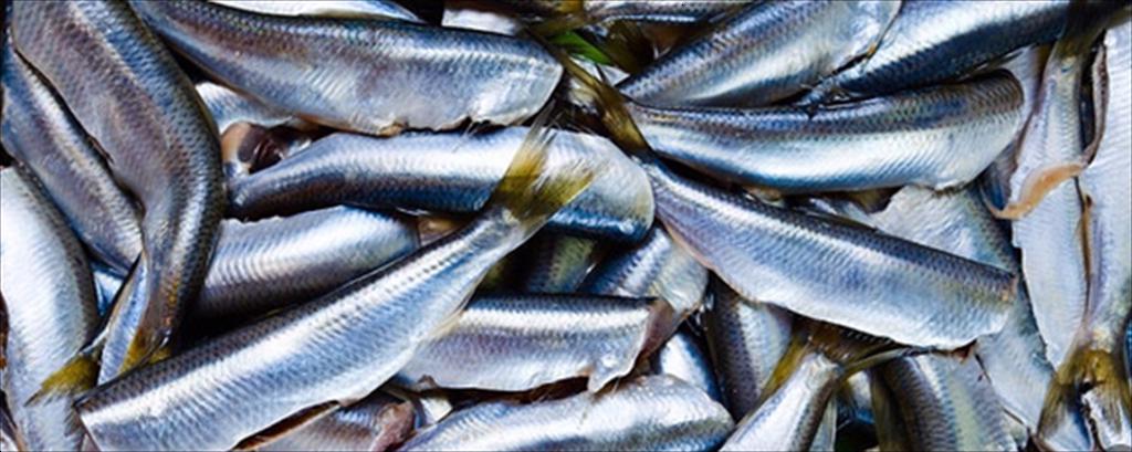 4 loài thủy sản xuất khẩu sang Nhật phải có chứng nhận khai thác