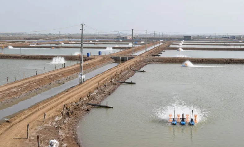 Giá tôm Ấn Độ tăng trong tuần cuối tháng 3 