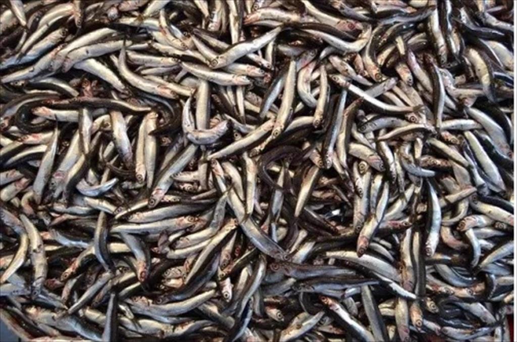 Sản lượng khai thác cá cơm ở miền nam Peru tăng 139% trong hai tháng đầu năm 2022