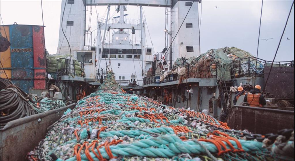 EU có thể không cấm nhập khẩu cá thịt trắng của Nga 