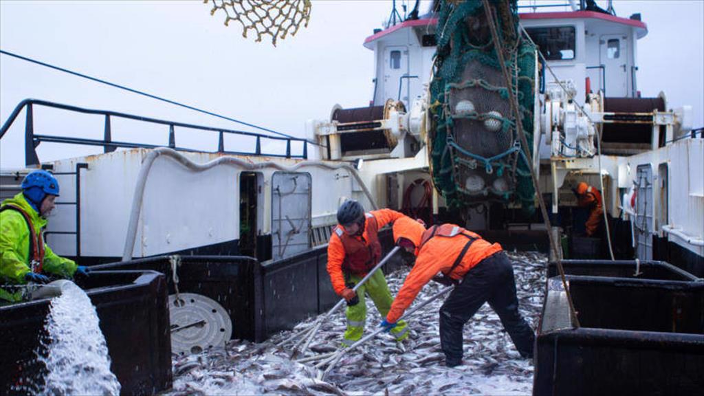 Cá minh thái Nga vẫn được giữ chứng nhận MSC