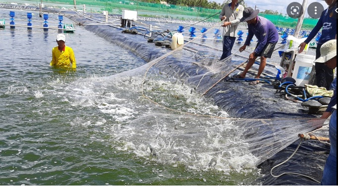 Giá tôm nguyên liệu tại một số nước cung cấp (tuần 10 - tuần 13/2022) 