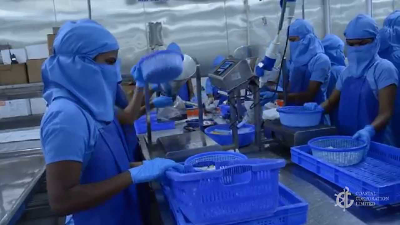 Coastal Corporation đặt mục tiêu lọt top 3 công ty tôm lớn nhất Ấn Độ  