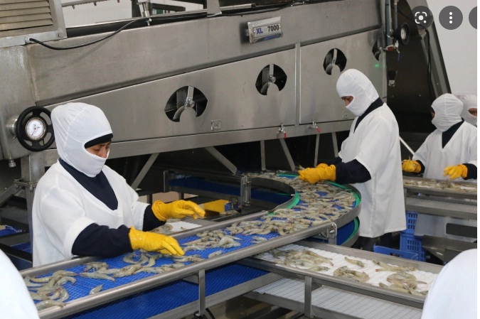 Giá tôm Ecuador giảm trong khi chi phí sản xuất liên tục tăng  