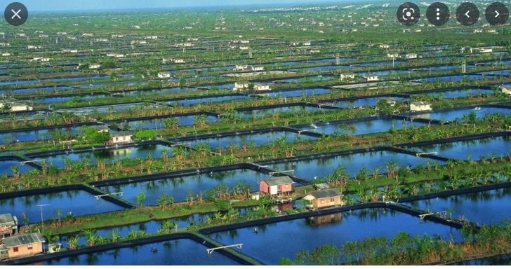 Giá tôm nguyên liệu của Indonesia tăng trong tuần đầu tháng 4 