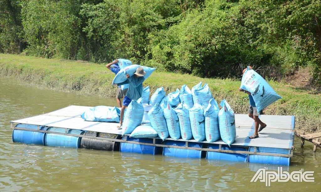 Tiền Giang: Giá thức ăn chăn nuôi và con giống ảnh hưởng lớn đến nuôi cá tra