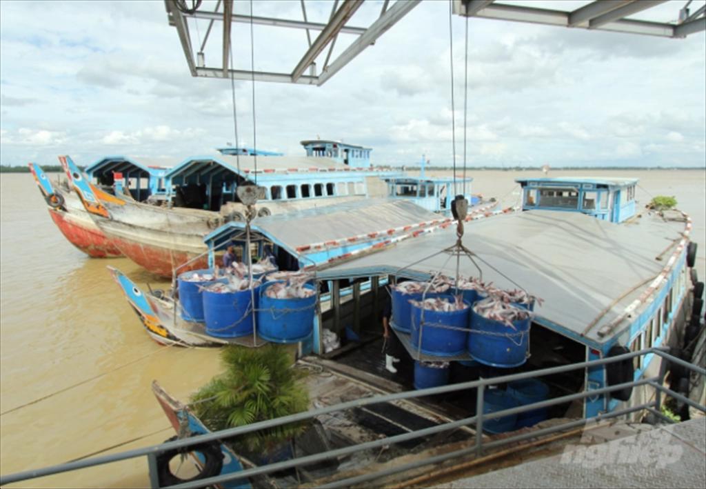 Ngành cá tra có tận dụng được tối đa lợi thế về giá?