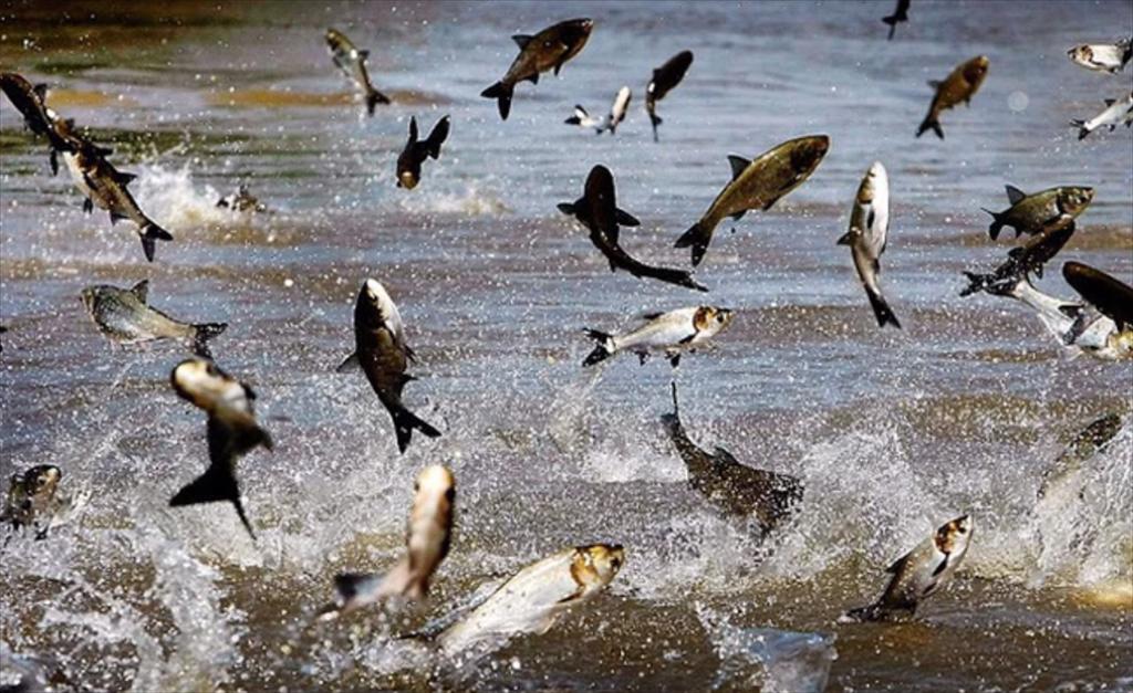 Cổ phiếu của Vĩnh Hoàn lập đỉnh chạm ngưỡng 100.000 đồng, doanh nghiệp bán cá thu nghìn tỷ mỗi tháng