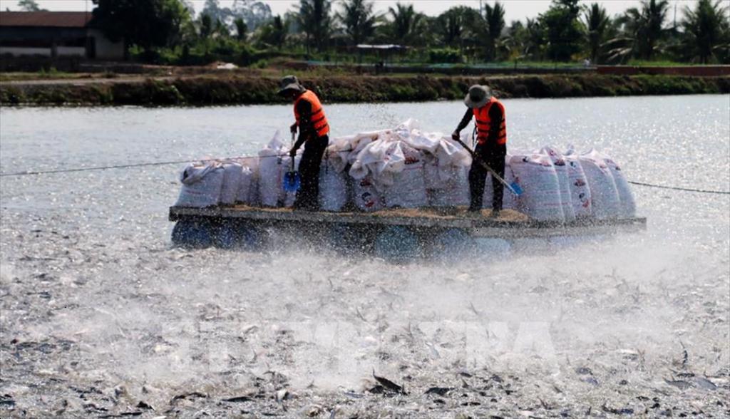 Giá cá tra thương phẩm tăng gần 10.000 đồng/kg