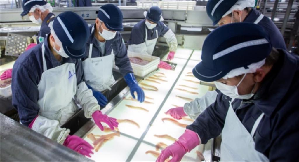 Anh, Đức đối mặt với thiếu nguồn cung nếu cá thịt trắng Nga bị trừng phạt