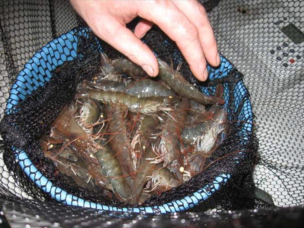 Nhập khẩu tôm của Mỹ tiếp tục tăng mạnh trong tháng 2/2022 