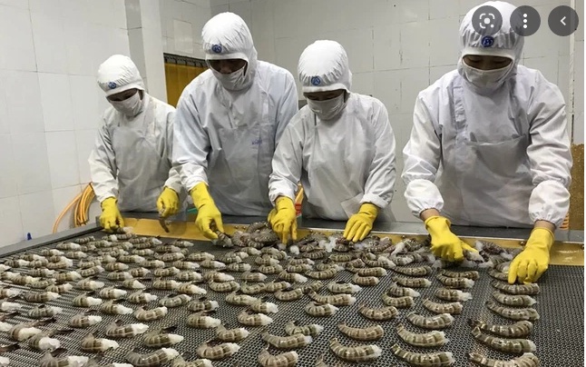 Xuất khẩu tôm sú sang EU tăng hơn 100% trong quý đầu năm 