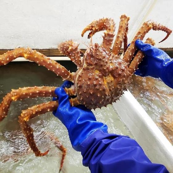 Giá cua của Nga xuất khẩu sang Mỹ tăng mạnh  