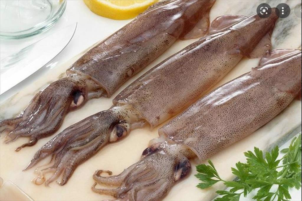 Exports of processed squid recorded the highest level in QI/2022