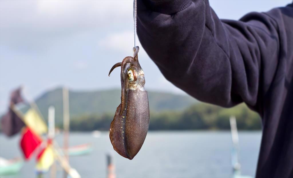 Trung Quốc bắt đầu hạn chế số lượng tàu câu mực 