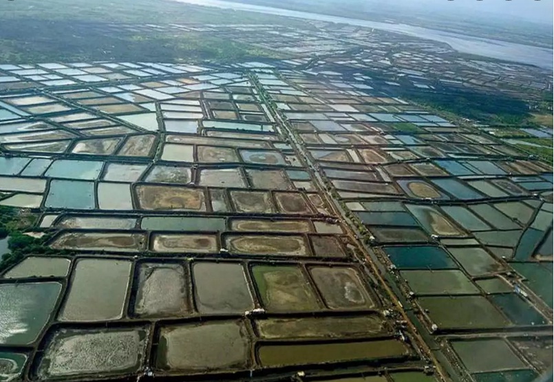 Giá tôm nguyên liệu tại một số nước cung cấp (tuần 13-tuần 17/2022) 