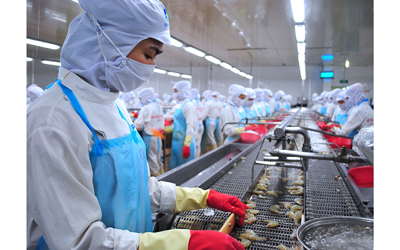 86% tôm xuất khẩu đi Hàn Quốc là tôm chân trắng 