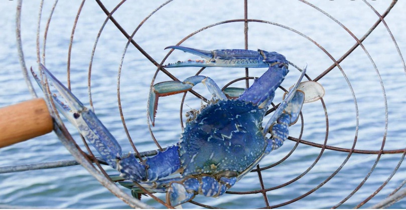 Giá ghẹ xanh của Mỹ giảm do lượng nhập khẩu tăng