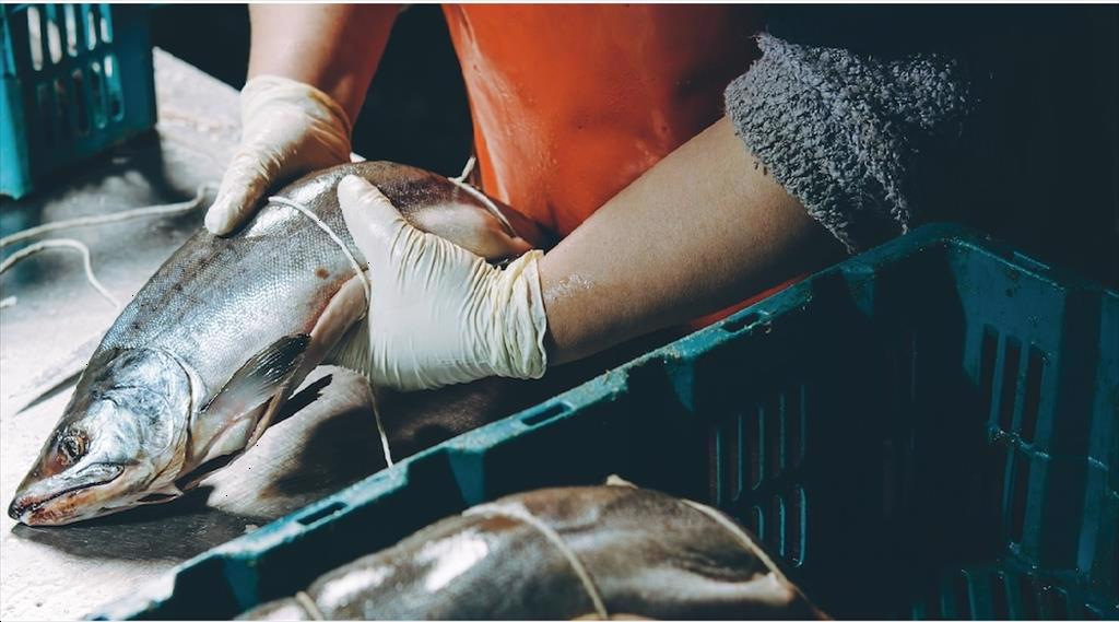 Thuỷ sản Nga vẫn vào Mỹ bất chấp lệnh trừng phạt