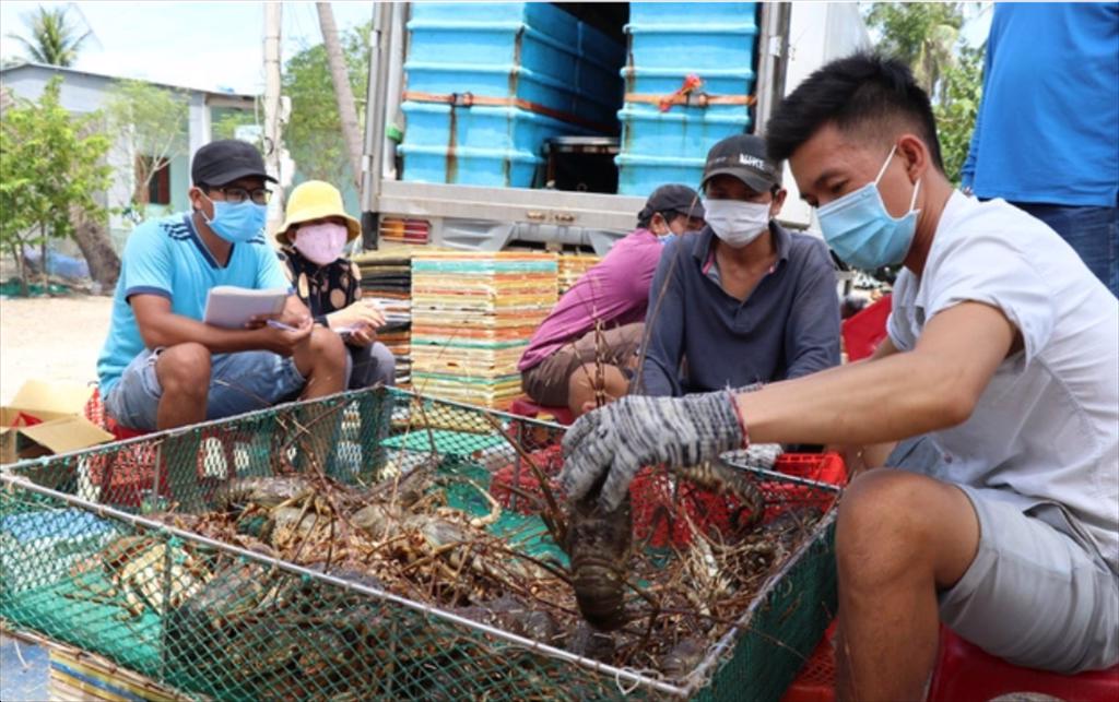 Giá tôm hùm giảm sâu