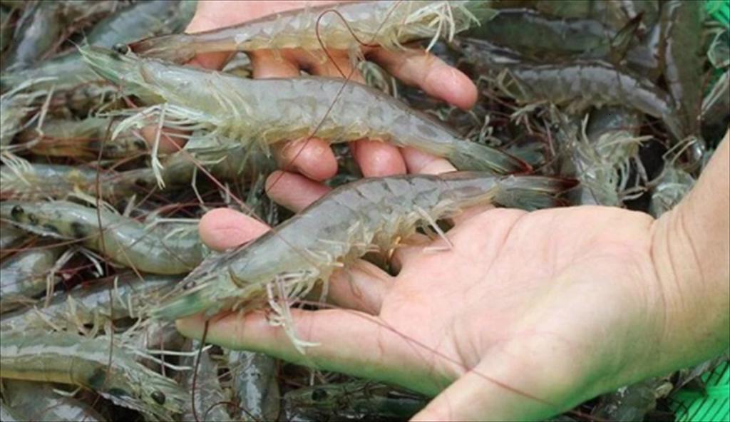 Ecuador: Xuất khẩu tôm đạt đỉnh 1,55 tỷ USD trong Q1/2022