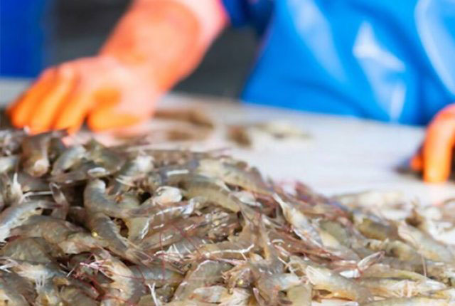 Tôm Ấn Độ nỗ lực giữ thị phần tại các thị trường lớn 