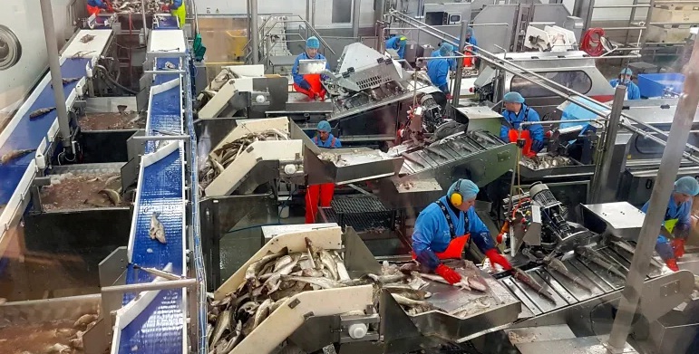 Giá cá tuyết Iceland dự kiến giảm trong thời gian tới