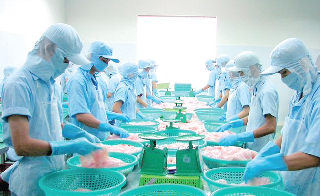 CL-FISH CORP: 2022 đặt trong tâm vào nuôi cá tra và đầu tư nhà máy thức ăn thủy sản
