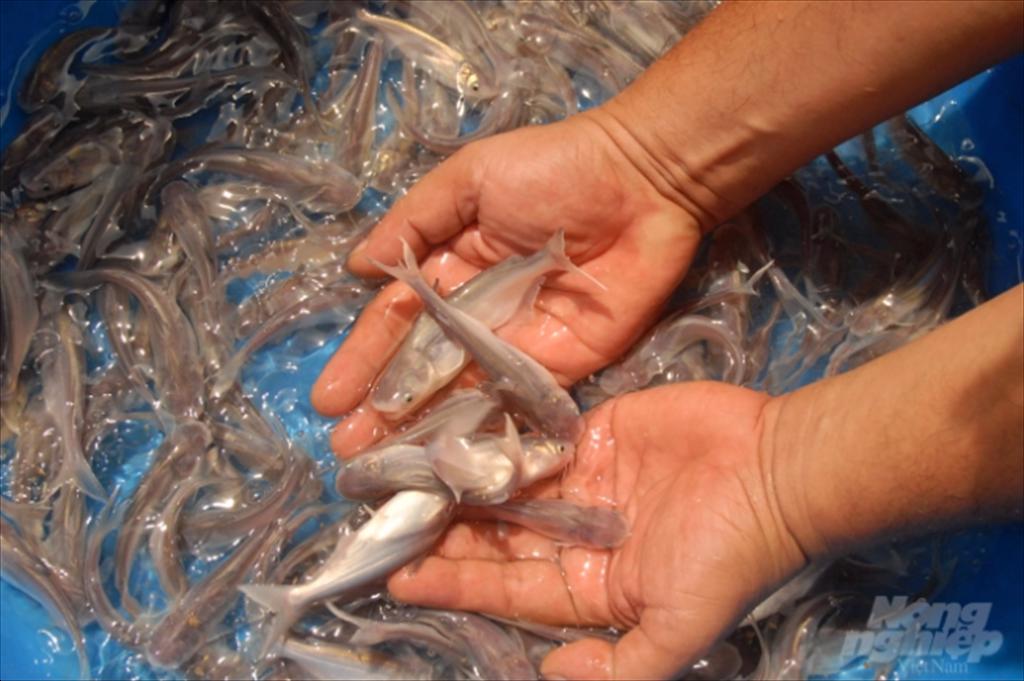 Đột phá cho ngành hàng cá tra từ ứng dụng công nghệ cao