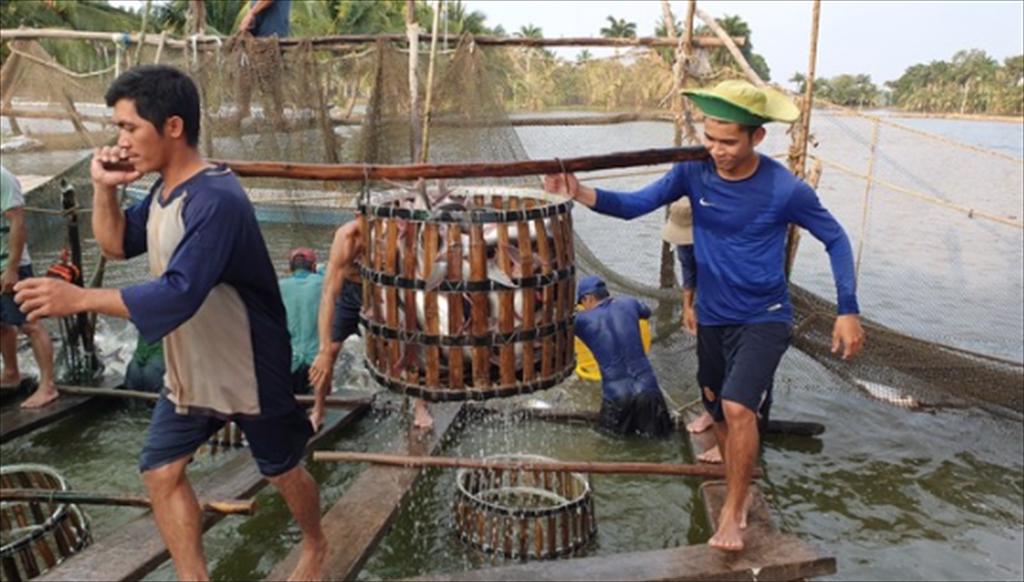 Giữ giá cá tra, sản lượng nuôi cá bao nhiêu là đủ?