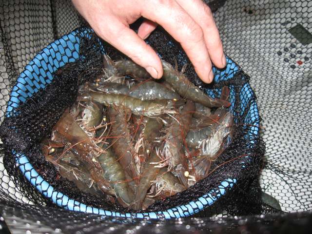 Nhu cầu tôm của Mỹ có thể chững lại khi tồn kho tăng 