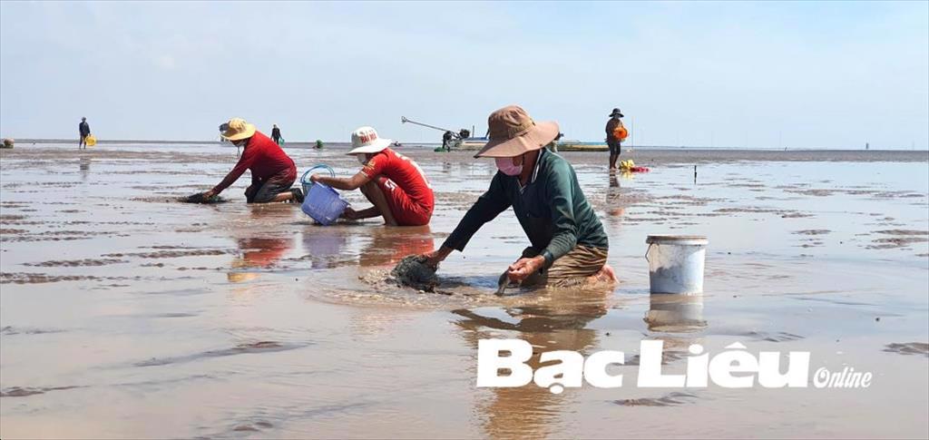 Xuất khẩu nghêu sang châu Âu tăng mạnh