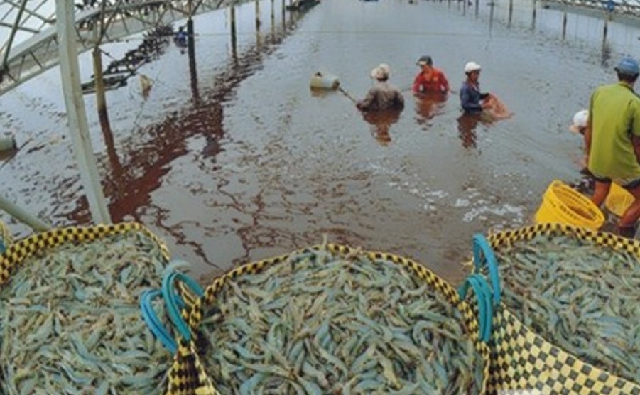 Vietnam fisheries production increased by 2% in the first 4 months of 2022