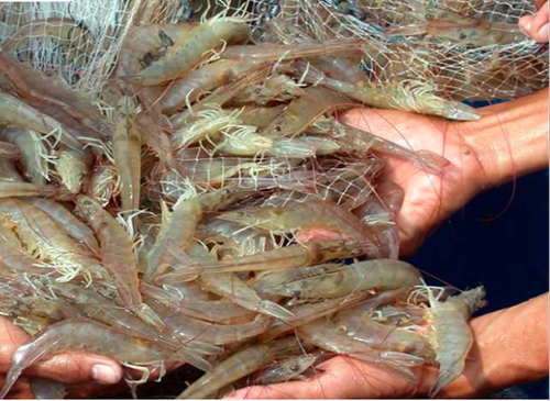Giá tôm nguyên liệu của Ấn Độ giảm trong tuần tính tới 22/5/2022 