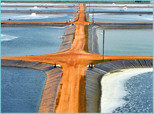 Giá tôm nguyên liệu của Indonesia giảm trong tuần giữa tháng 5 