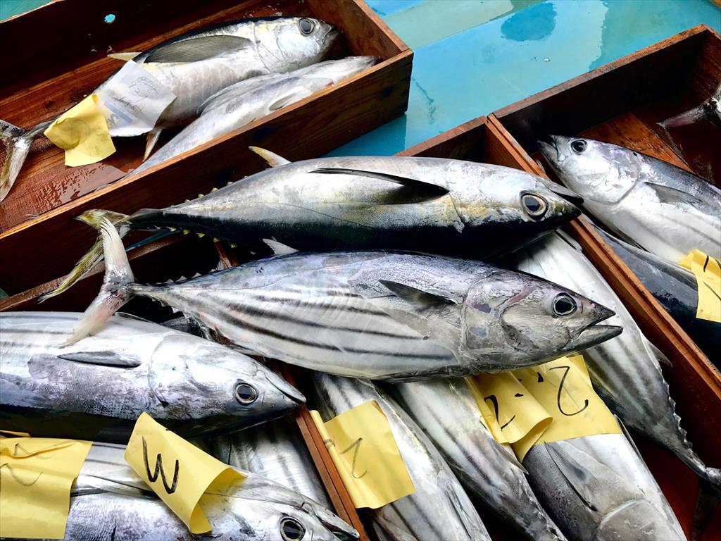 Giá cá ngừ vằn Bangkok giảm 100 USD/tấn