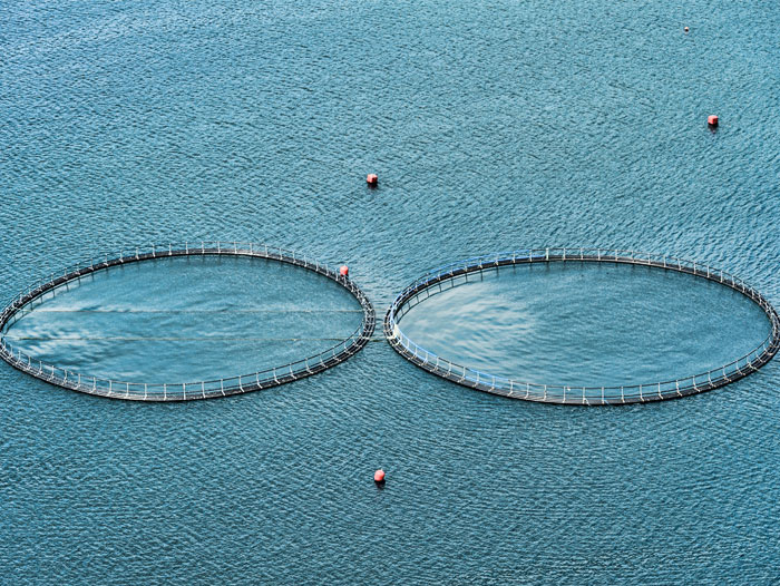 Giá trị nuôi trồng thủy sản của Ireland giảm nhẹ trong năm 2021 