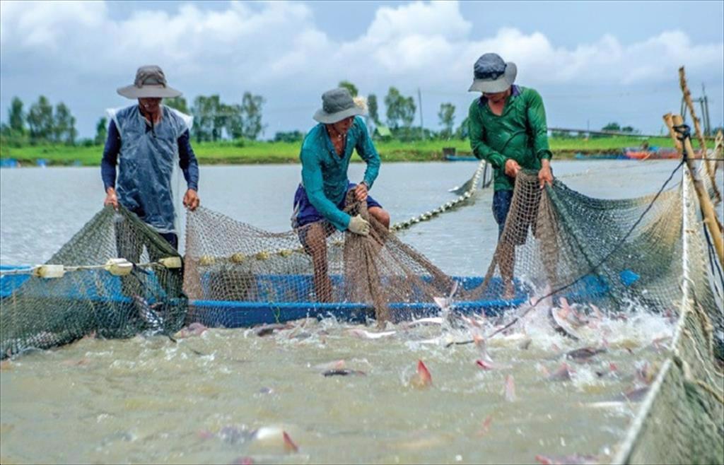 Dong Thap Province: Creating a large-scale specialized production area for pangasius farming