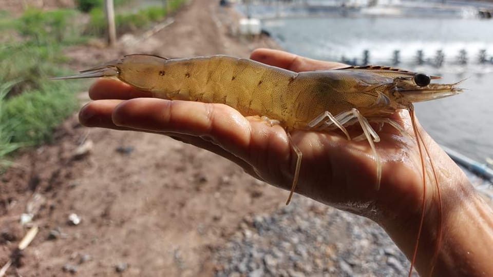 Nuôi tôm ở Tiền Giang thời giá tôm thẻ tăng cao