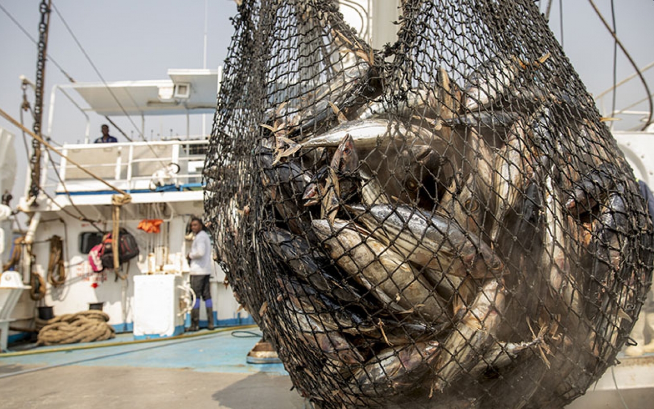 Seychelles không phải cắt giảm hạn ngạch đánh bắt cá ngừ vây vàng