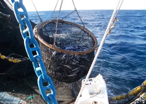 Ngành cá ngừ Ecuador nỗ lực phục hồi xuất khẩu 