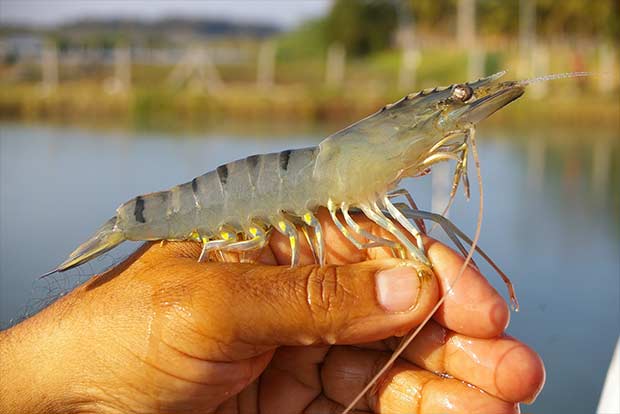 Nhiều người nuôi tôm ở phía nam Trung Quốc chuyển sang nuôi tôm sú 