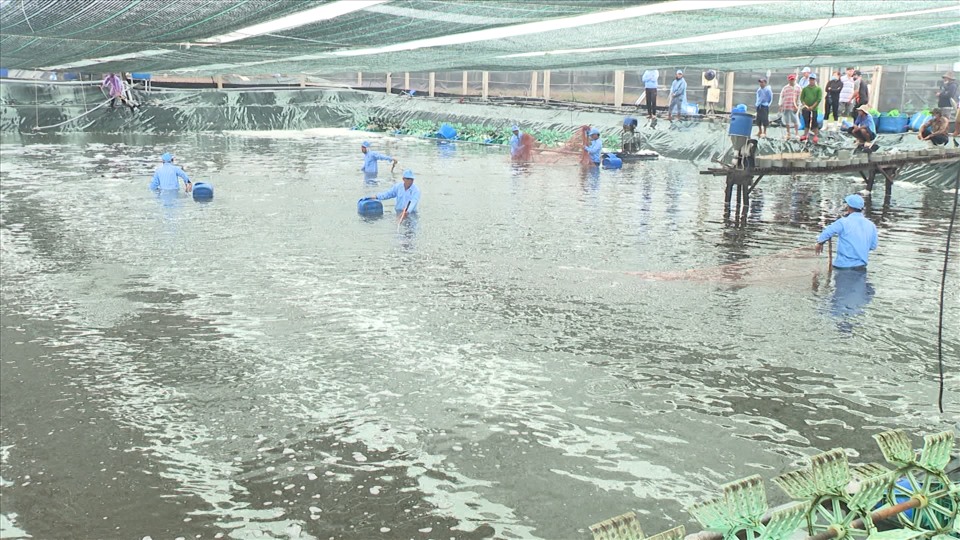 Bạc Liêu: Phát triển mạnh mô hình nuôi tôm siêu thâm canh