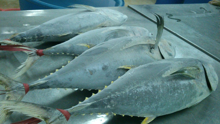 Giá cá ngừ vây vàng xuất sang Nam Âu đạt mức cao kỷ lục 
