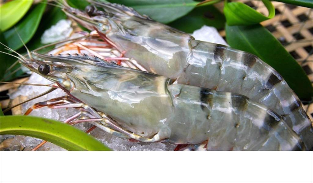 Tôm đã bị loại khỏi đàm phán trong FTA giữa Ecuador và Mexico