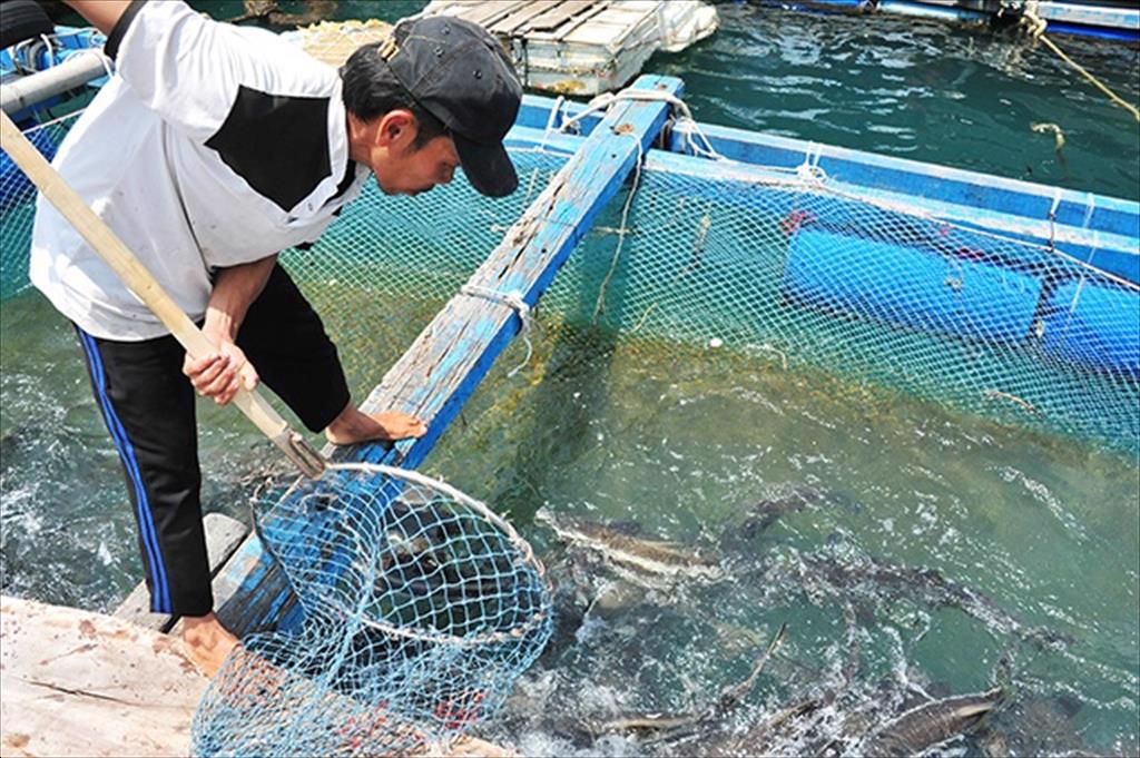 Kiên Giang: tập trung nguồn lực đầu tư hạ tầng nghề cá